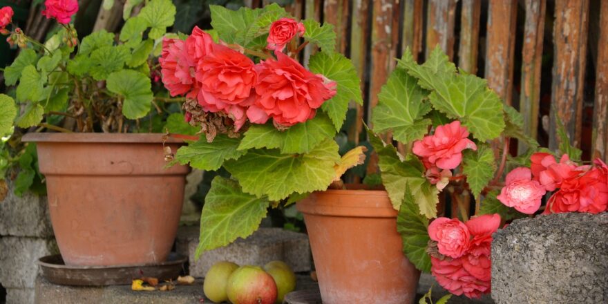 begonias-1603524_1280 begonias-1603524_1280