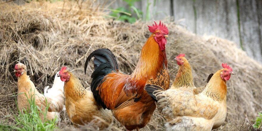 cock-2522623_1280 cock-2522623_1280