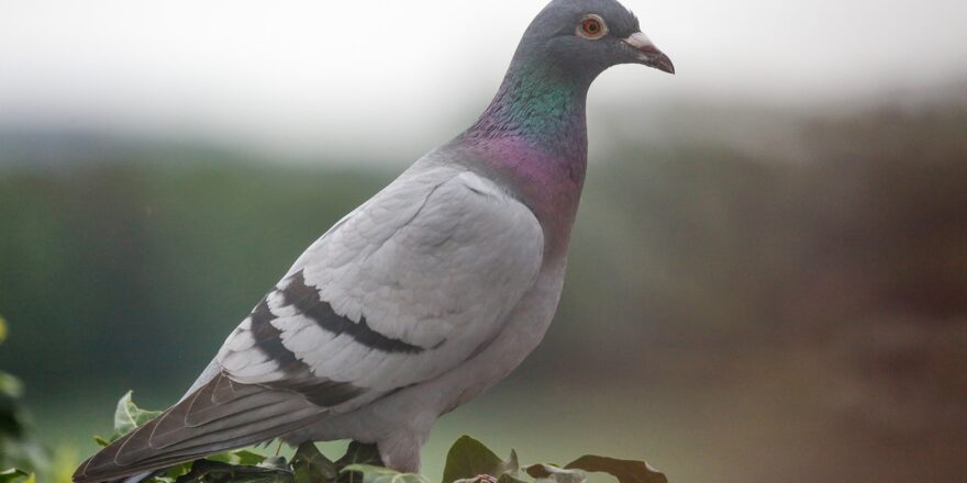 homing-pigeon-4460229_1280 homing-pigeon-4460229_1280