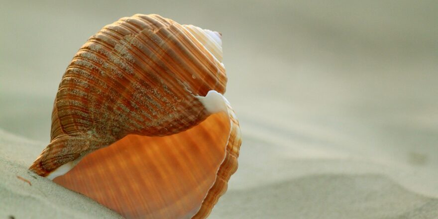 shell-292109_1280 shell-292109_1280