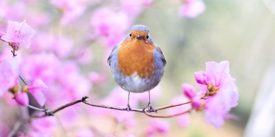 spring-bird-2295436_1280 spring-bird-2295436_1280